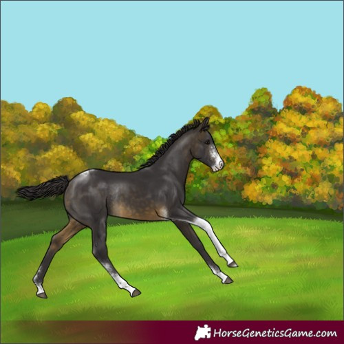 Horse Color:Buckskin Sabino Tobiano Rabicano