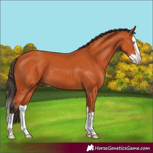 Horse Color:Bay Splash 