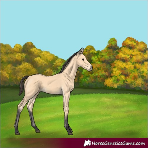 Horse Color:Buckskin