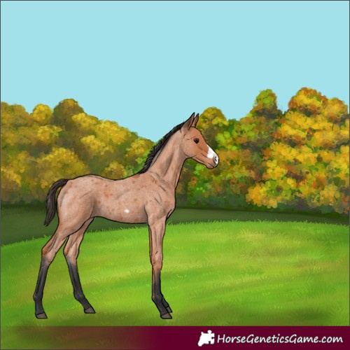 Horse Color:Bay Roan Frame