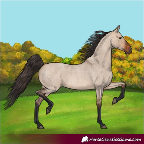 Horse Color:Unknown 