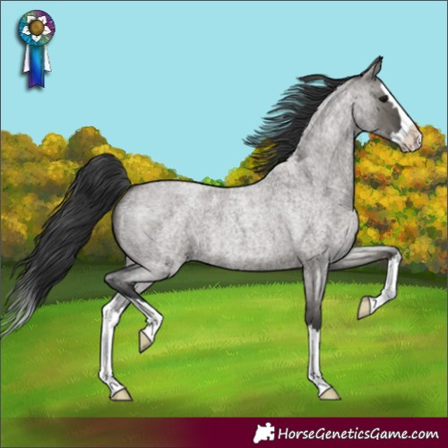 Horse Color:Grullo Roan Splash 