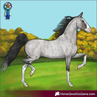Horse Color:Grullo Roan Splash