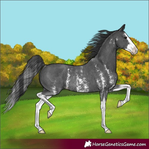 Horse Color:Black Sabino Splash Rabicano