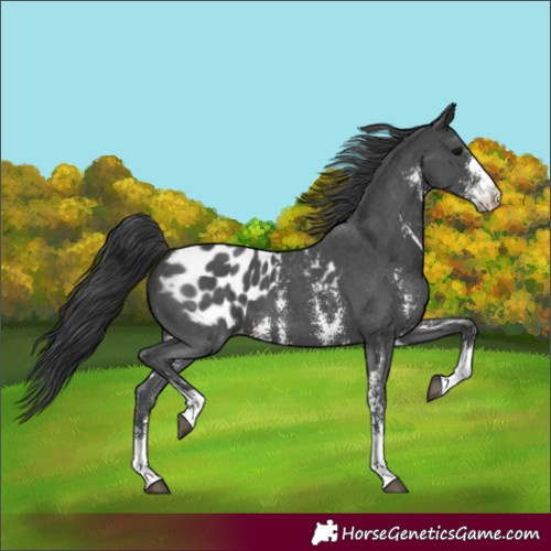 Horse Color:Black Sabino Appaloosa