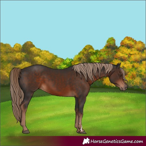 Horse Color:Liver Chestnut 