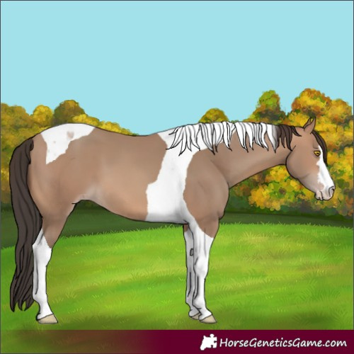 Horse Color:Sable Champagne Tobiano 