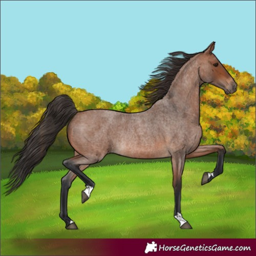 Horse Color:Unknown 