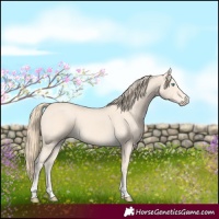 Horse Color:Perlino 