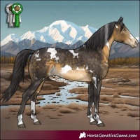 Horse Color:White Spotted Brown 
