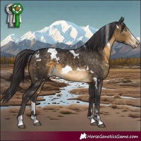 Horse Color:White Spotted Brown