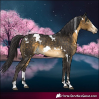 Horse Color:White Spotted Brown