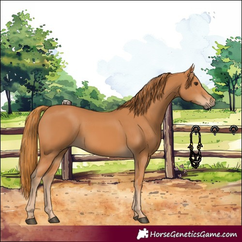 Horse Color:Chestnut 