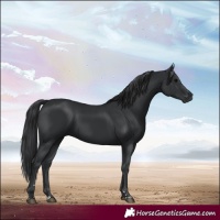Horse Color:Black 