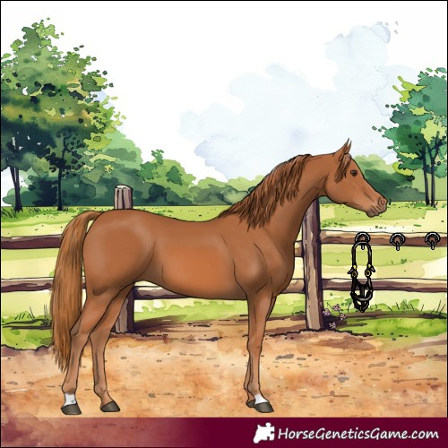 Horse Color:Chestnut 