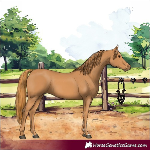 Horse Color:Chestnut 