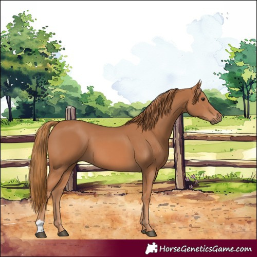 Horse Color:Chestnut 