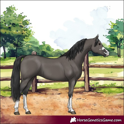 Horse Color:Grullo 