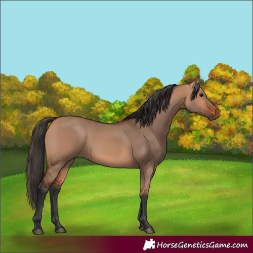 Horse Color:Bay Dun 
