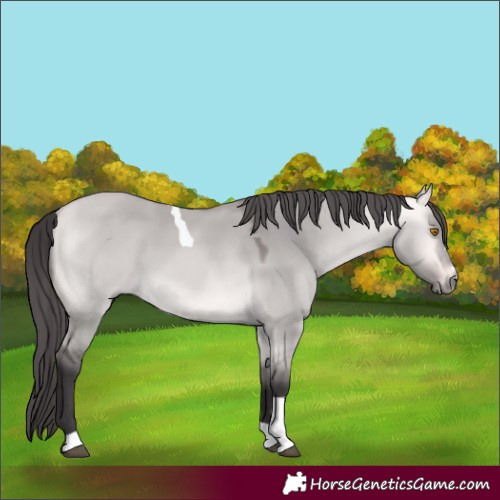 Horse Color:Platinum Buckskin Dun Tobiano 
