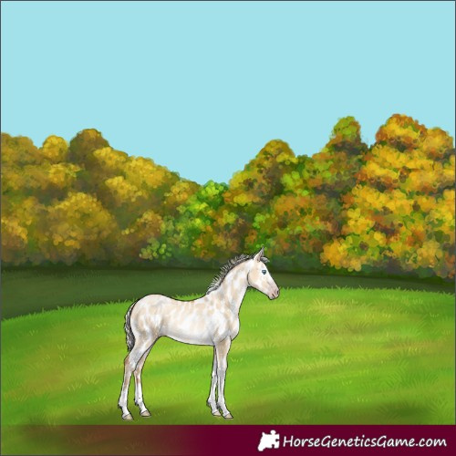 Horse Color:Gray White Spotted Silver Amber Cream Champagne Pearl Dun Splash Tobiano Appaloosa Rabicano
