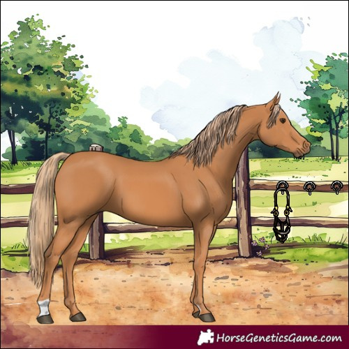 Horse Color:Chestnut 