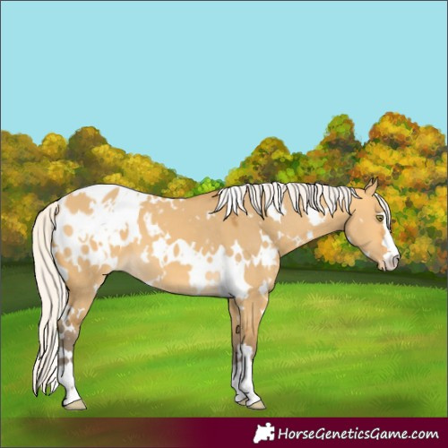 Horse Color:White Spotted Silver Buckskin Dun Blanket 