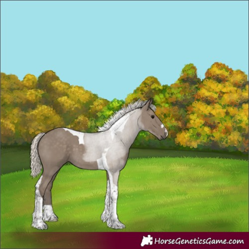 Horse Color:Silver Smoky Grullo Tobiano