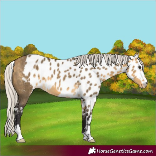 Horse Color:Silver Buckskin Dun Skewed Appaloosa 
