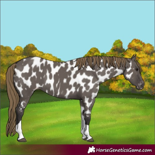 Horse Color:Smoky Grullo Tobiano Appaloosa