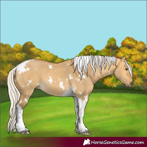 Horse Color:White Spotted Silver Buckskin Dun Tobiano