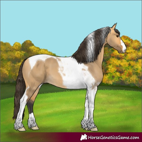 Horse Color:Buckskin Dun Tobiano