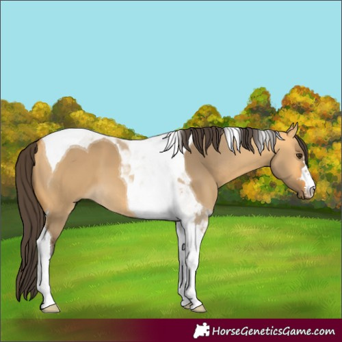 Horse Color:Buckskin Dun Tobiano
