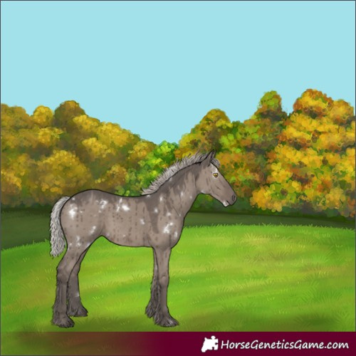 Horse Color:White Spotted Silver Grullo Brindle