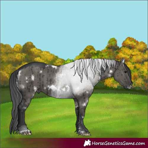 Horse Color:White Spotted Grullo Brindle 
