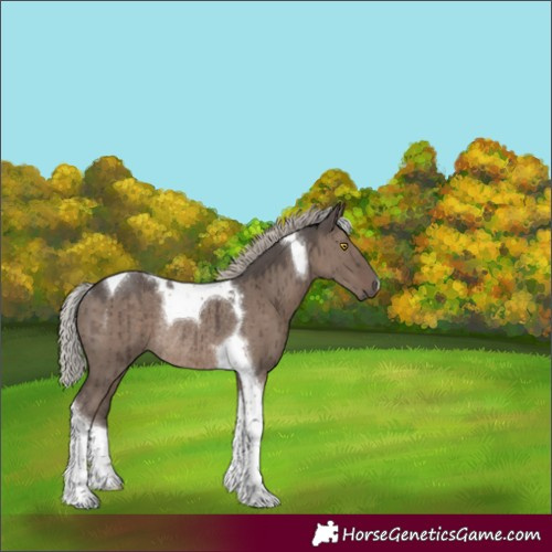 Horse Color:Silver Grullo Tobiano Rabicano Brindle