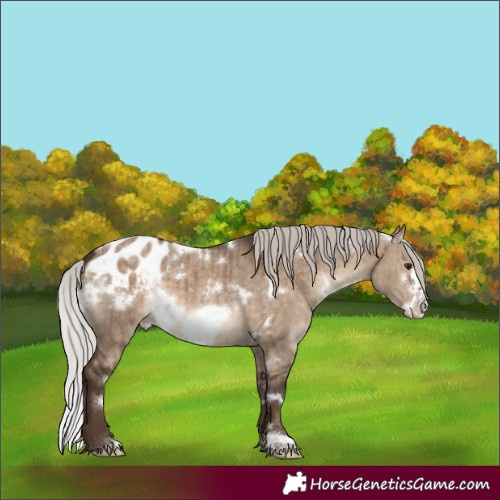 Horse Color:White Spotted Silver Brown Dun Frame Appaloosa Brindle
