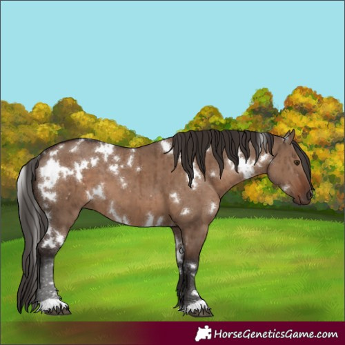 Horse Color:White Spotted Liver Red Dun Brindle