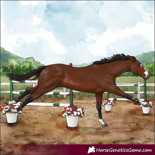 Horse Color:Gray Bay 