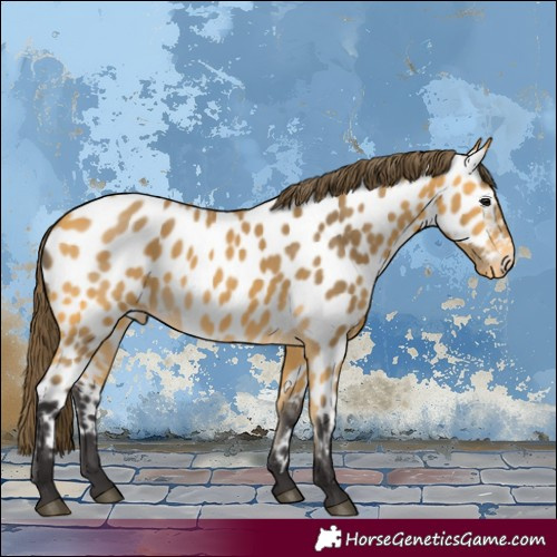 Horse Color:Buckskin Near Leopard