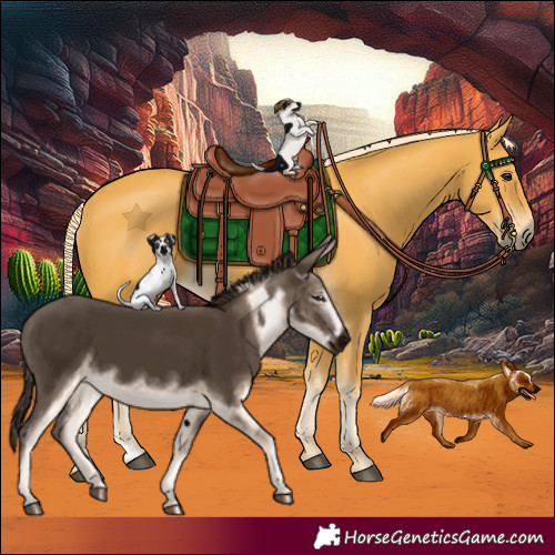 Horse Color:Palomino 