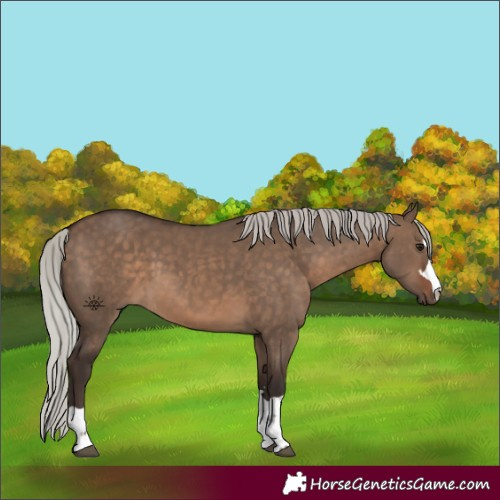 Horse Color:Silver Brown Dun 