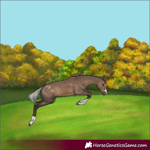 Horse Color:Silver Brown Dun