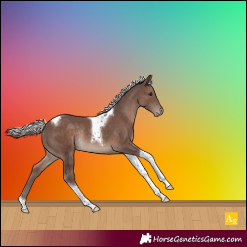 Horse Color:Silver Black Tobiano Appaloosa Rabicano