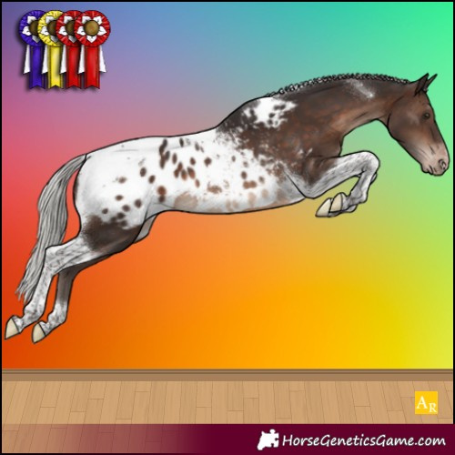 Horse Color:Silver Brown Tobiano Appaloosa 