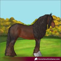 Horse Color:Liver Chestnut 