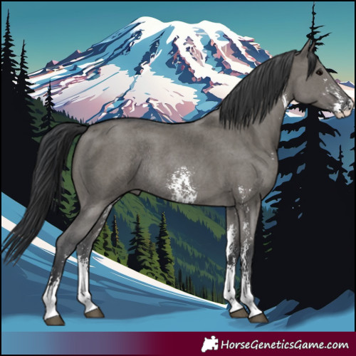 Horse Color:Grullo Sabino Rabicano