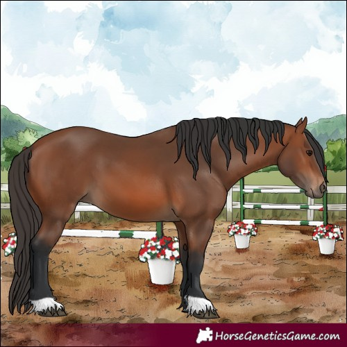 Horse Color:Bay 