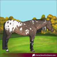 Horse Color:White Spotted Brown Dun Appaloosa