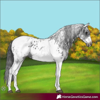 Horse Color:White Spotted Black Splash Tobiano Frame Appaloosa